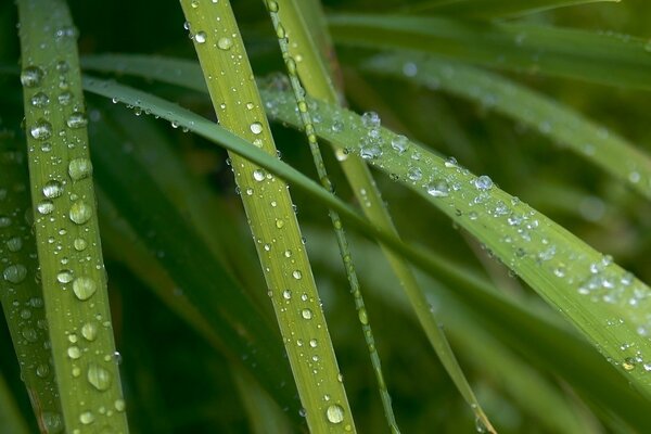 Dew drops on green leaves