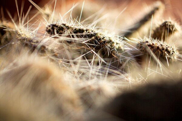 Macro shot of a furry caterpillar with needles