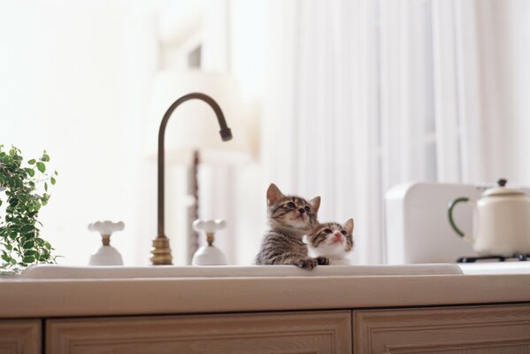 Kleine Kätzchen sitzen in der Küche neben dem Wasserhahn