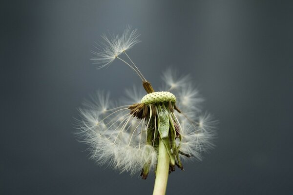 Lonely dandelion and endless wind