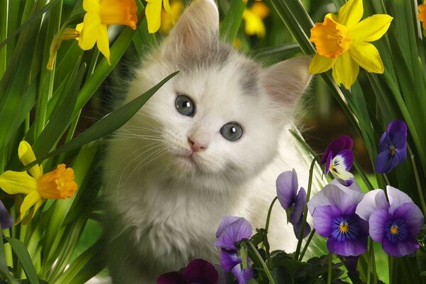 Cute cat walks in flowers