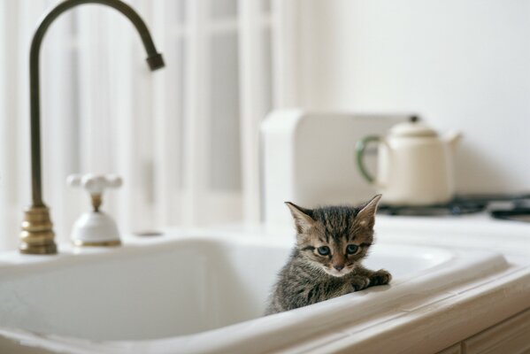 Kitten peeks out of the sink in the kitchen