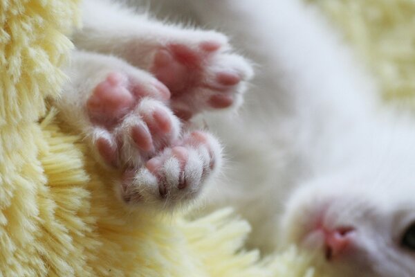Белый котик розовые пяточки