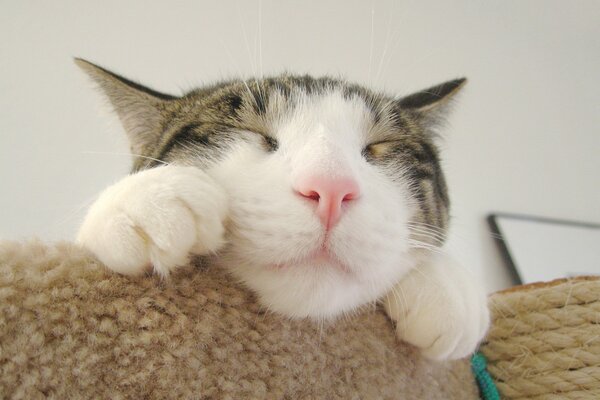 Muzzle of a sleeping cat with paws close-up