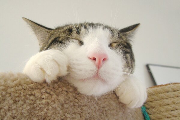 Мордочка спящего кота с лапками крупный план