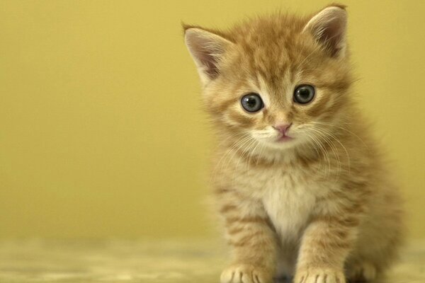 Gatito pelirrojo con mirada triste