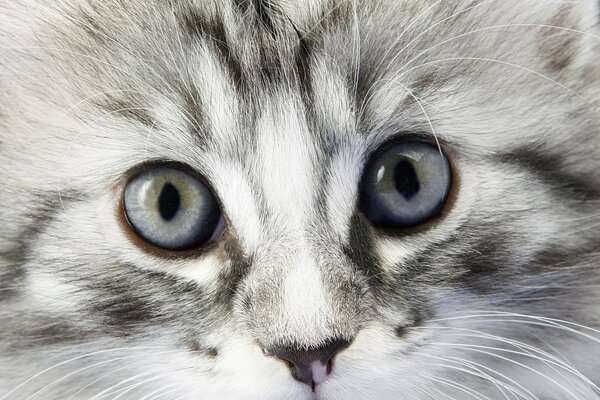 Gatito peludo con ojos azules