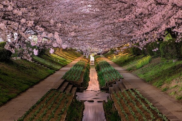 Sakura Park in Japan. Fascinatingly