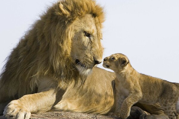 León en postura acostado sobre una piedra con un cachorro