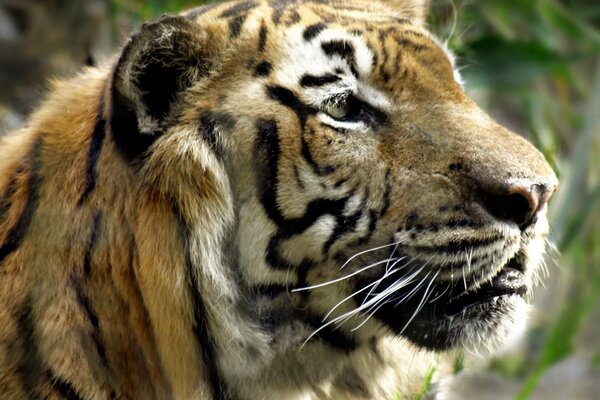 Vue au loin d un tigre noir et jaune