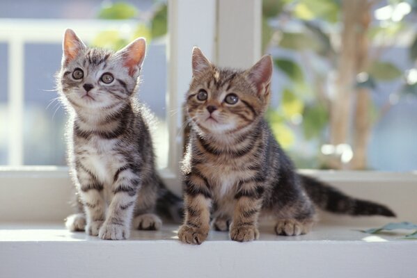 Dos gatitos de pie en el alféizar de la ventana