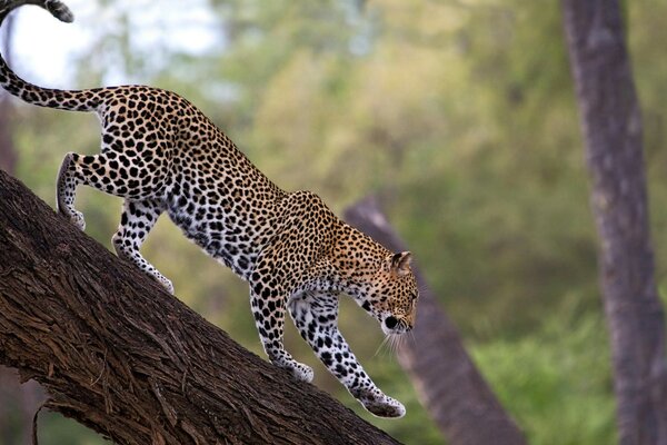 A leopard comes down the trunk of a tree