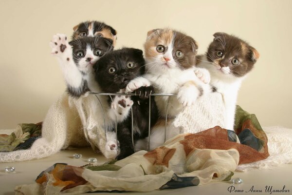 Chatons de race britannique dans un panier