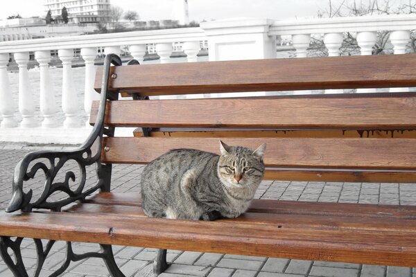 Gato en un banco en el paseo marítimo junto al mar