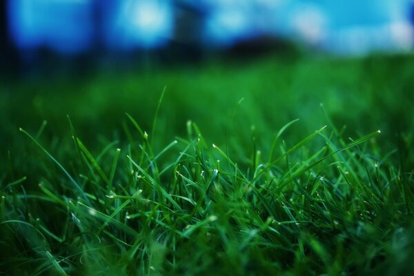 Macro légèrement floue de l herbe verte