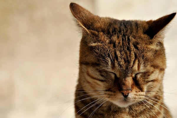 Tiefe Meditation der weisen Katze