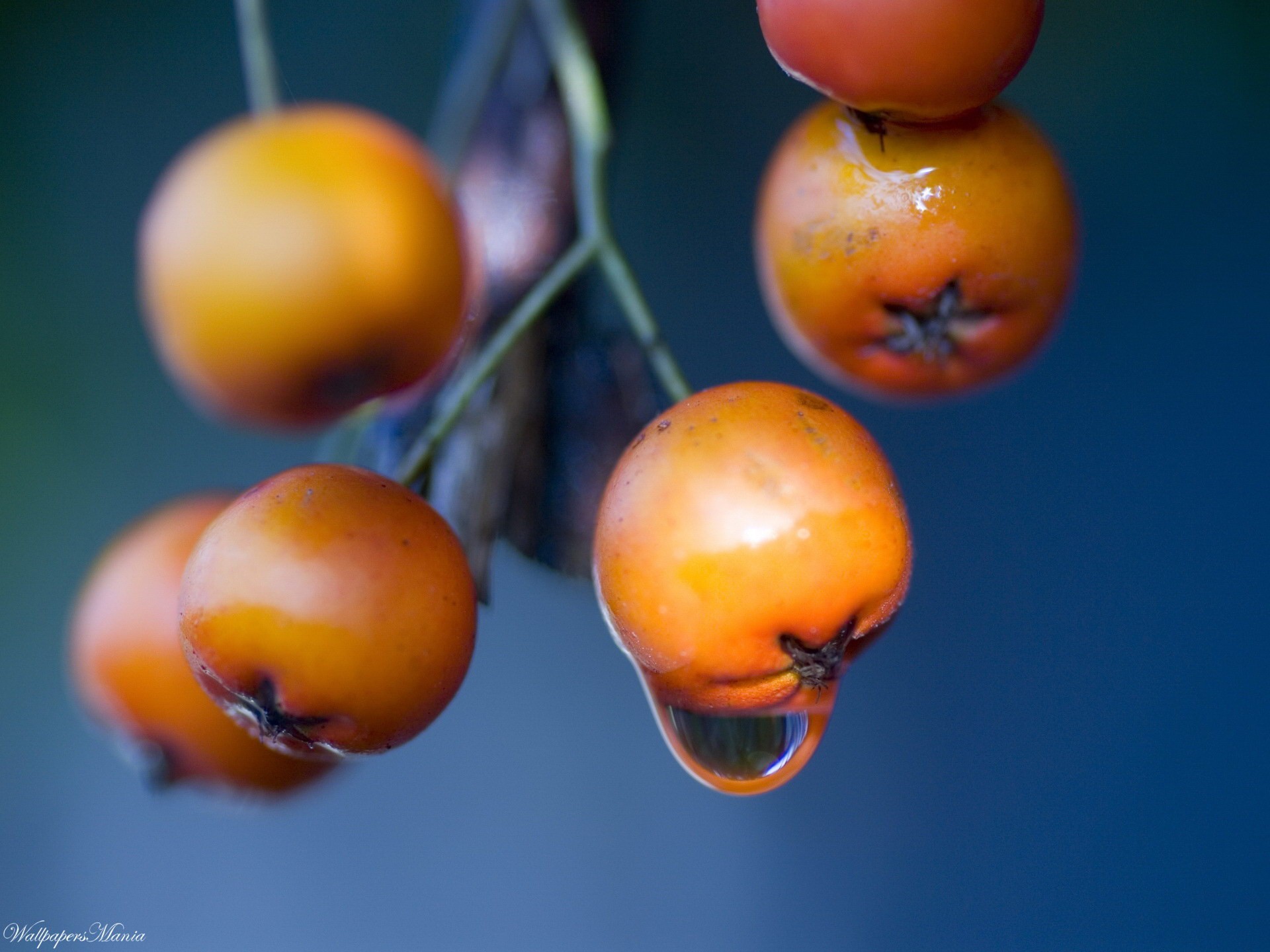 beeren tropfen makro