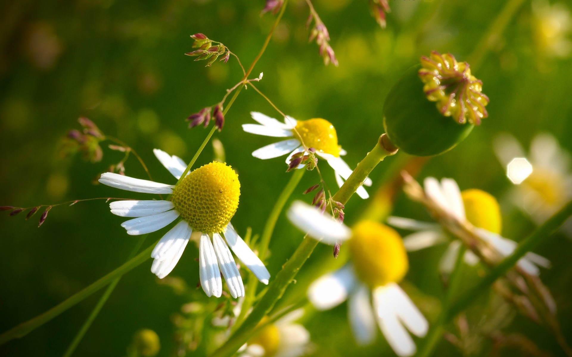 macro fiore giallo