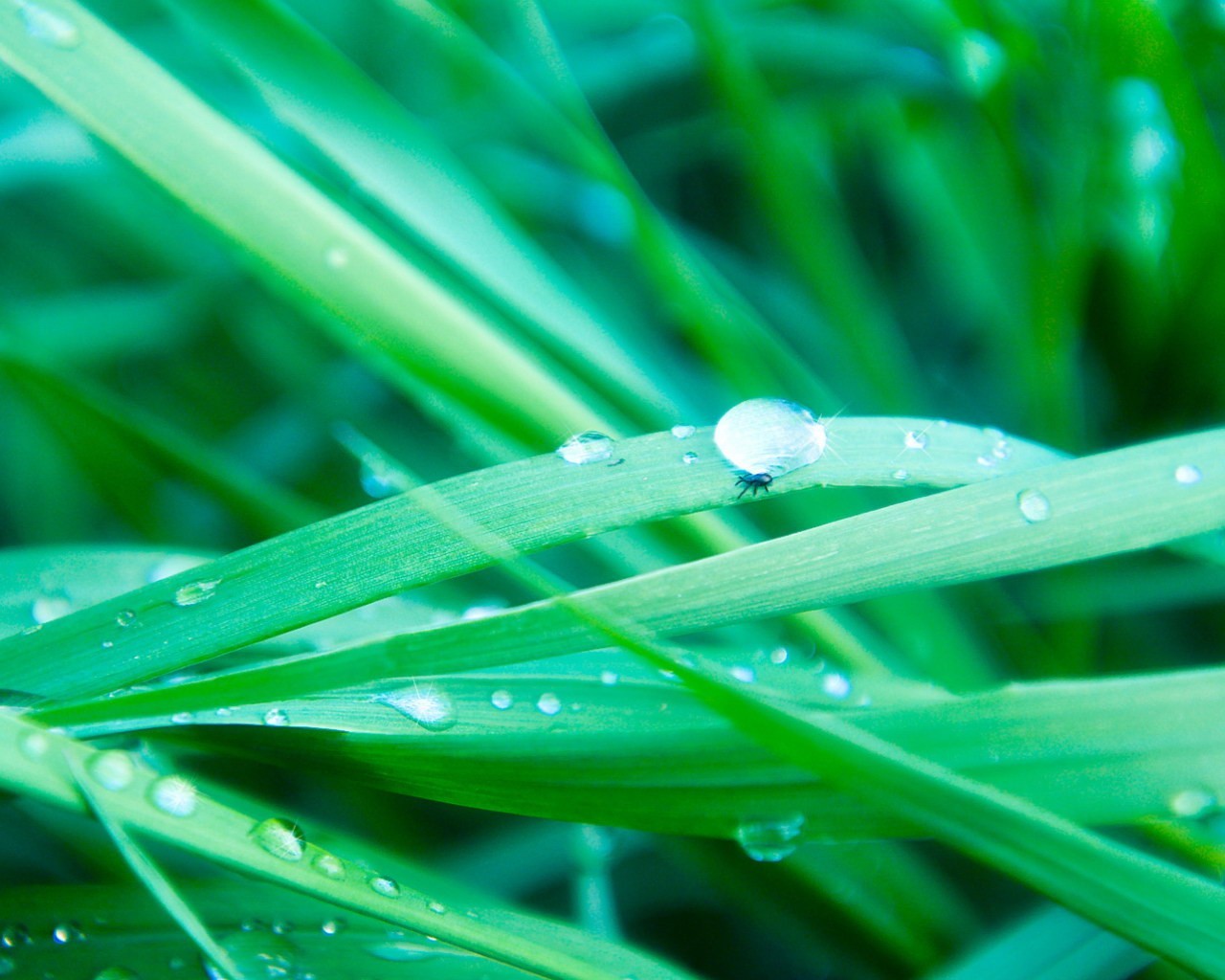 grass drops green water