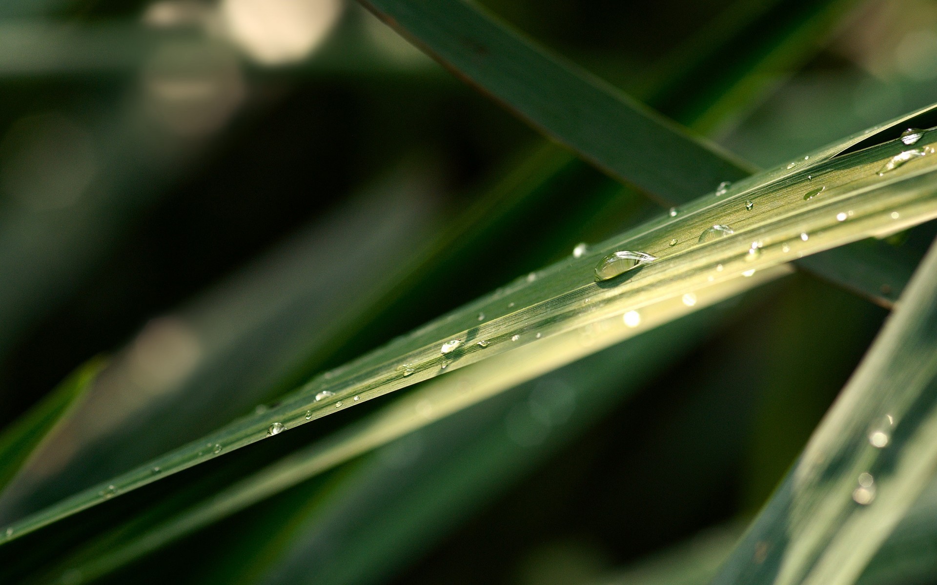 foglia gocce verde