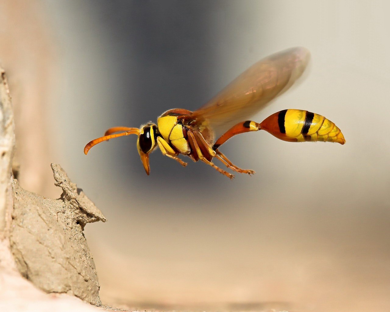 abeja vuelo macro