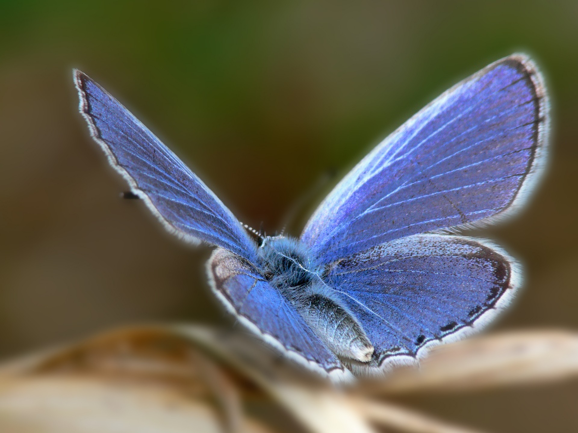 farfalla messa a fuoco blu