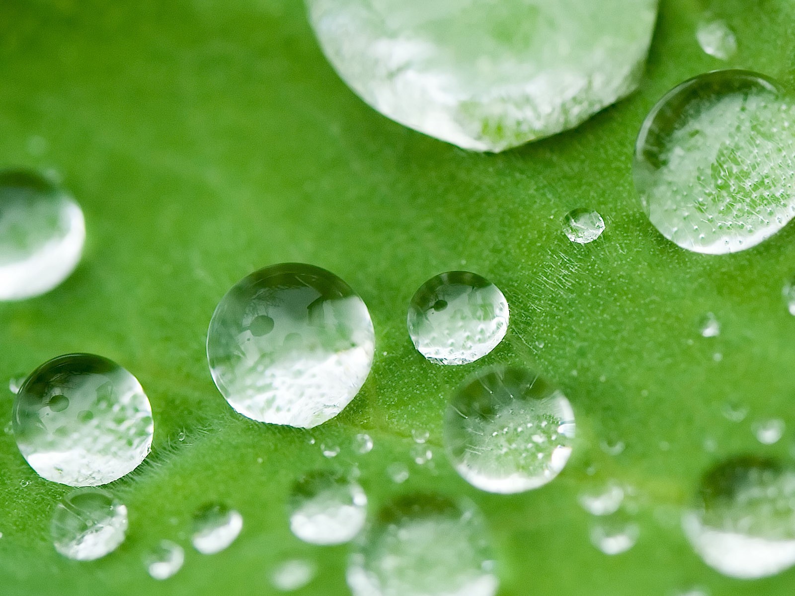 drops on a leaf