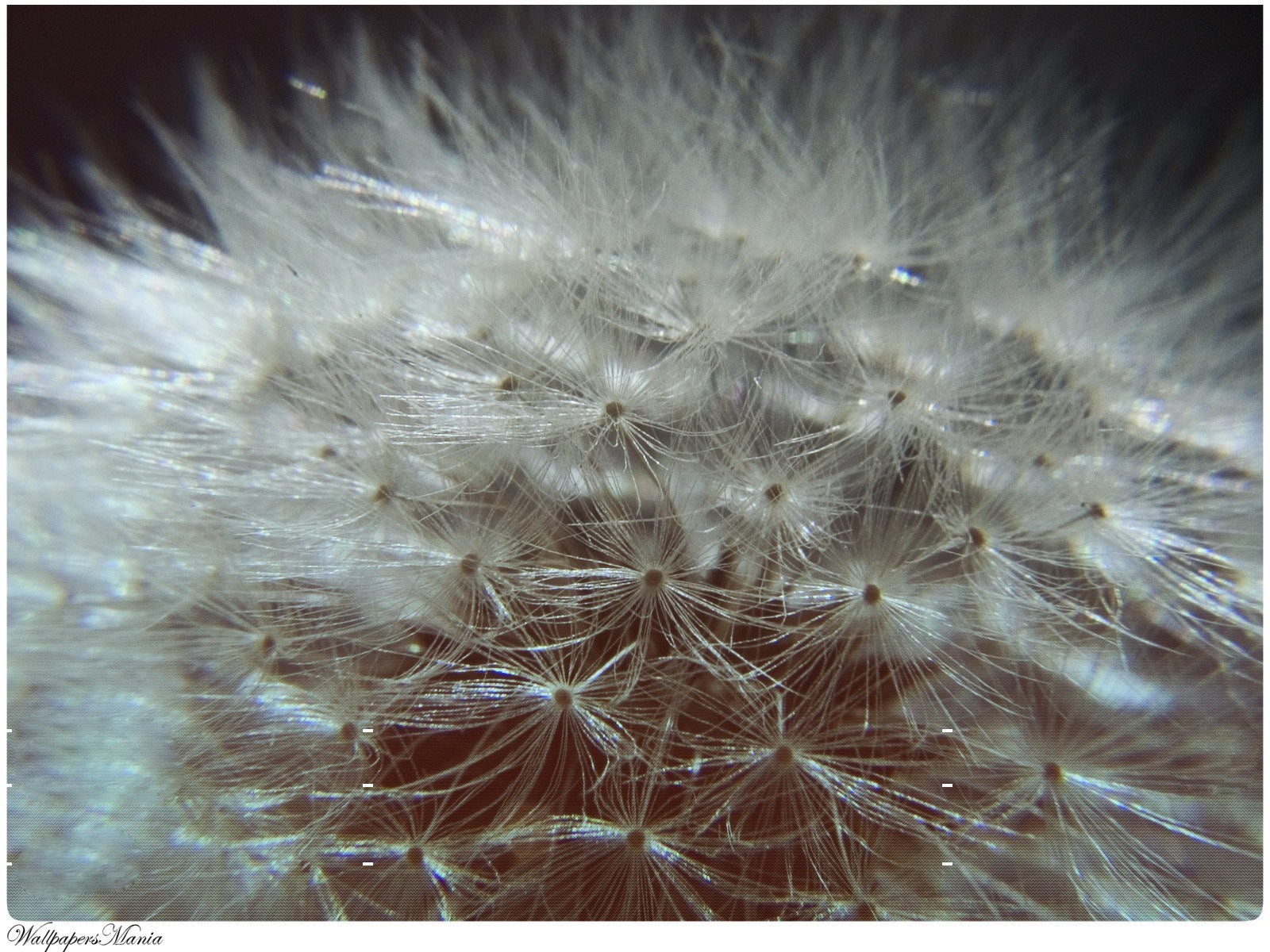 pooh dandelion plant