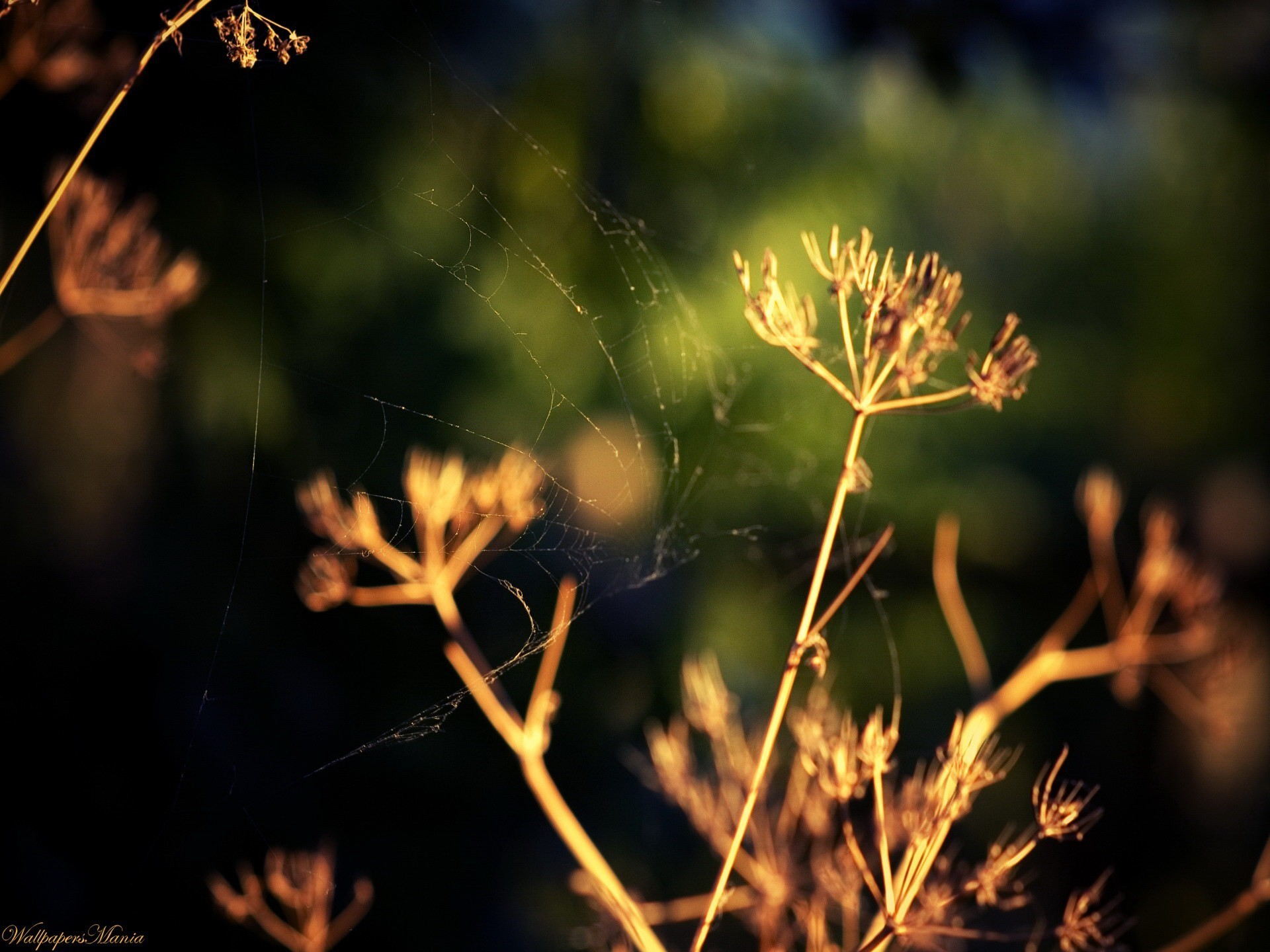 grass dill close up