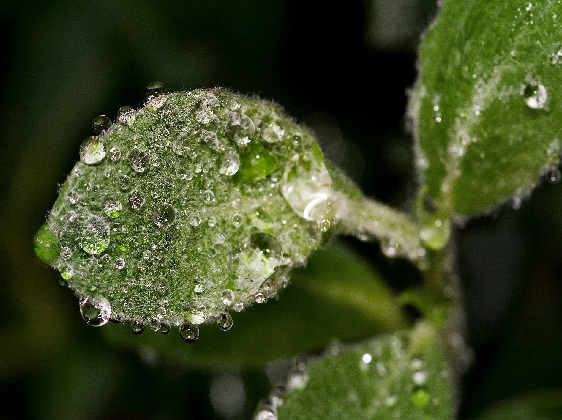 macro hoja gotas