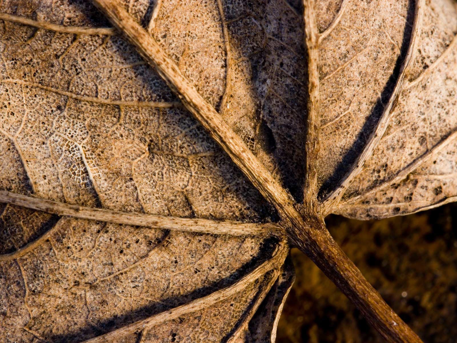 leaves and dry close up