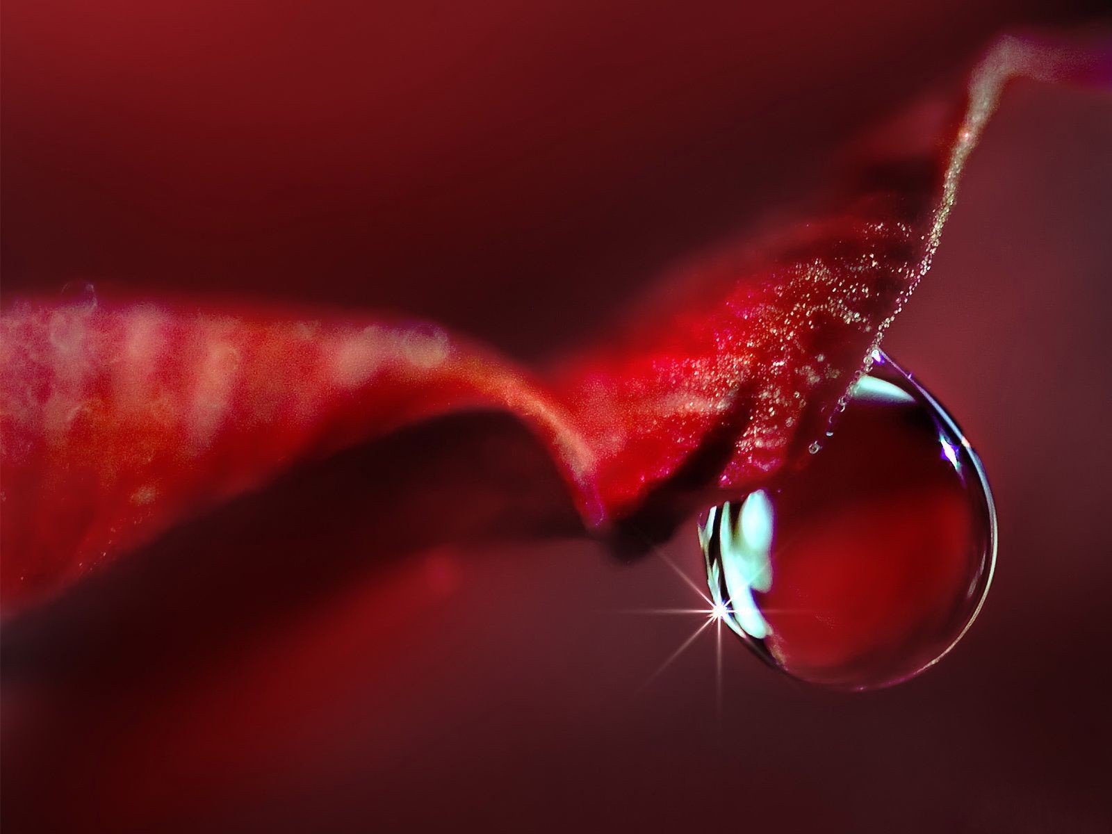 gota macro pétalo rojo