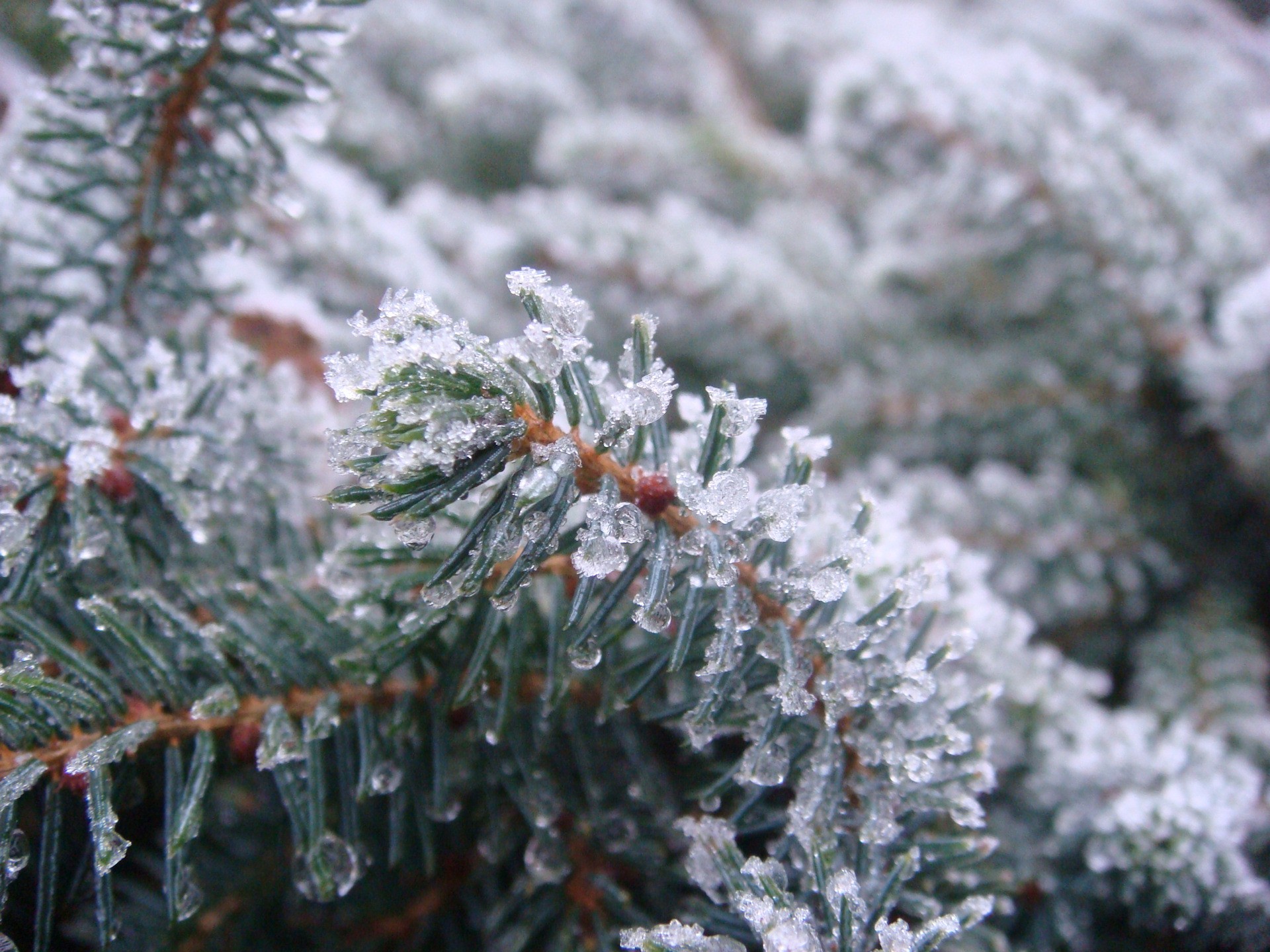 forest spruce pieces of ice