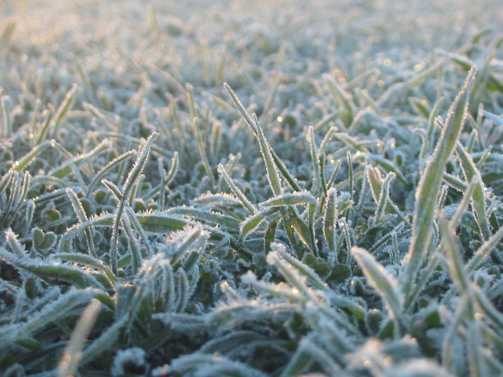 gras kälte ini