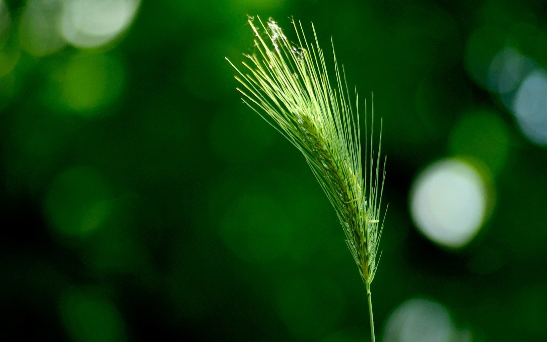 grün ohr farbe