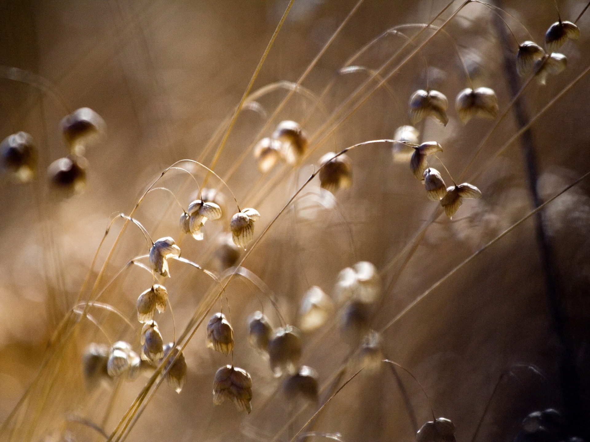 campo flores fotografía macro