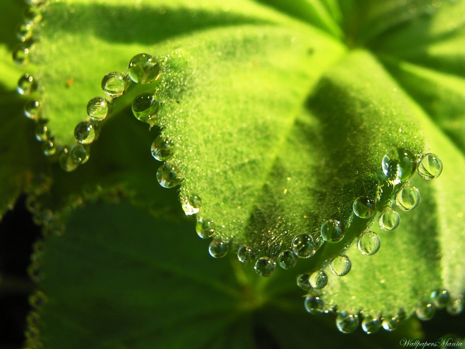 drops green sheet region