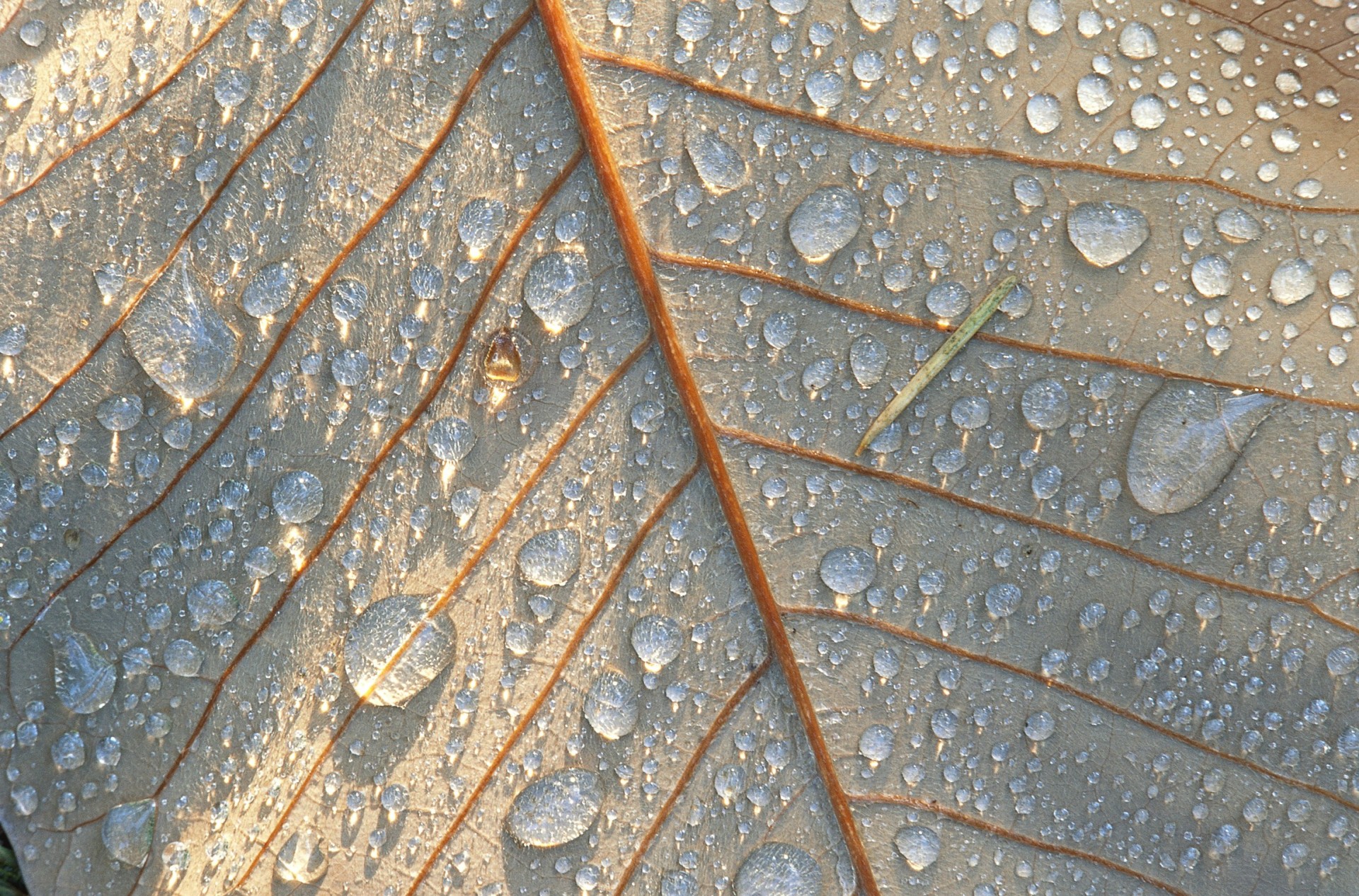 naturaleza hoja gotas