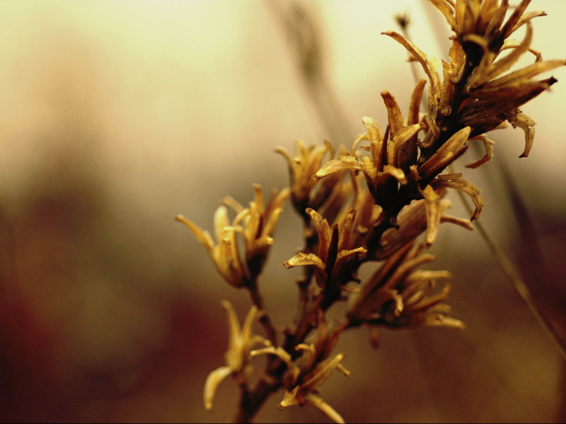 otoño rama flores