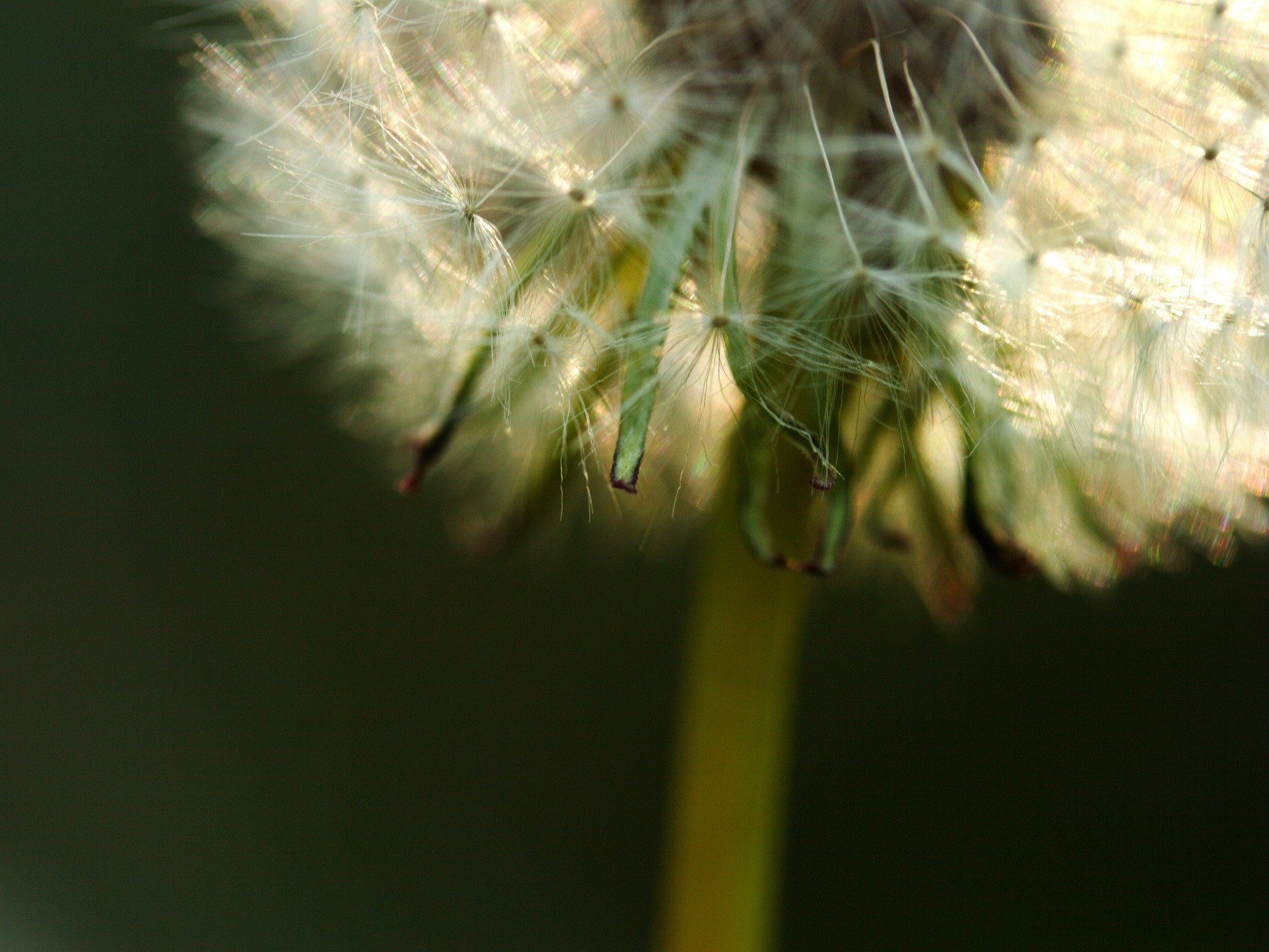 dandelion pooh plant green