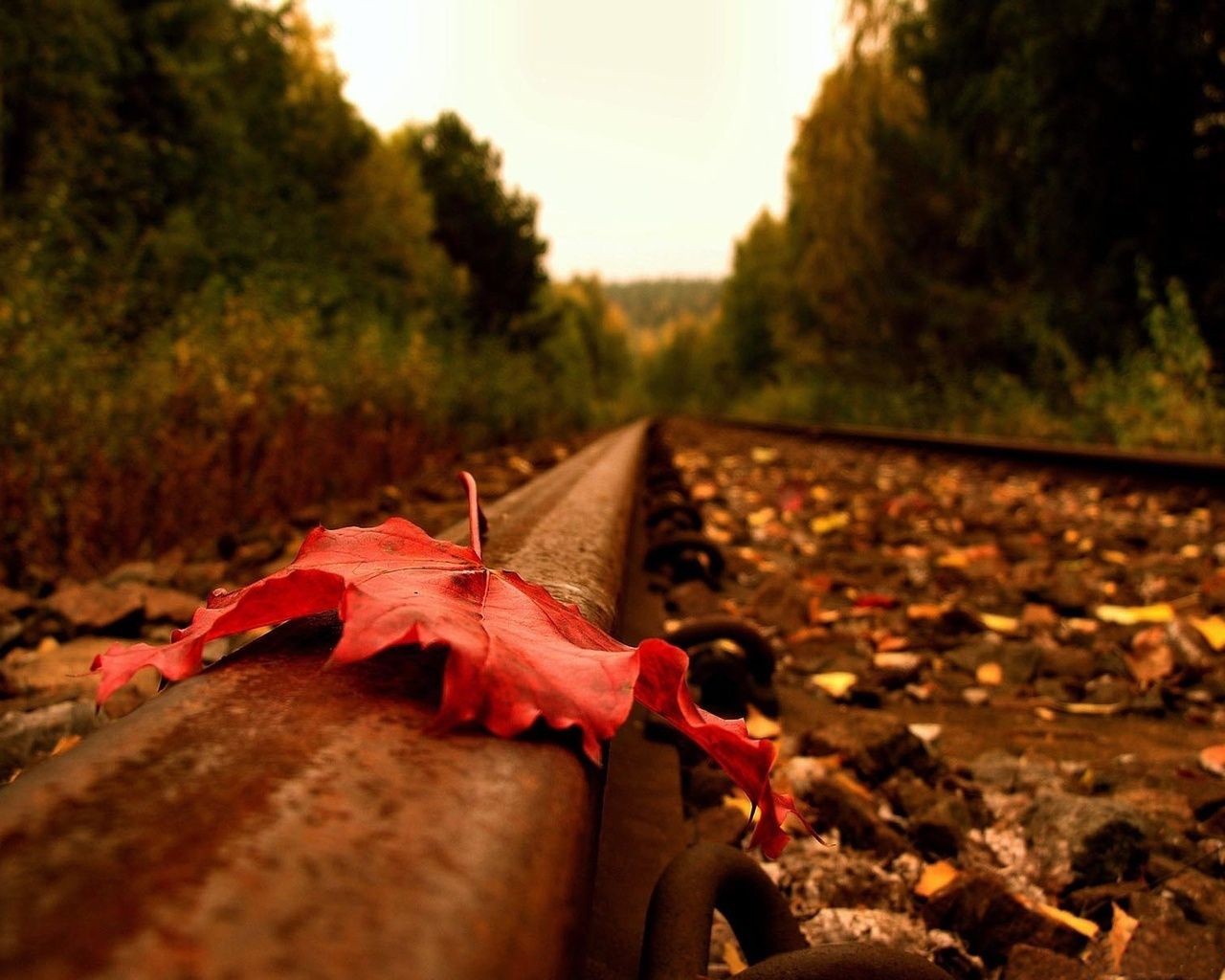 road rails sheet autumn