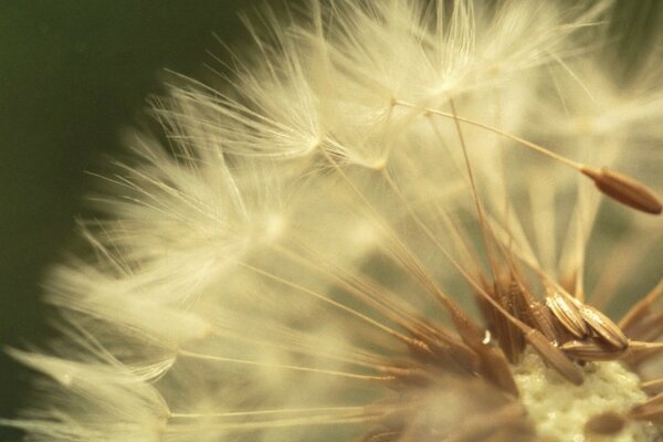 Macro photography of a fading dandelion, seeds