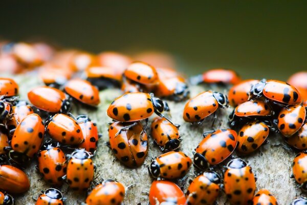 Macro photography of a flock of ladybirds