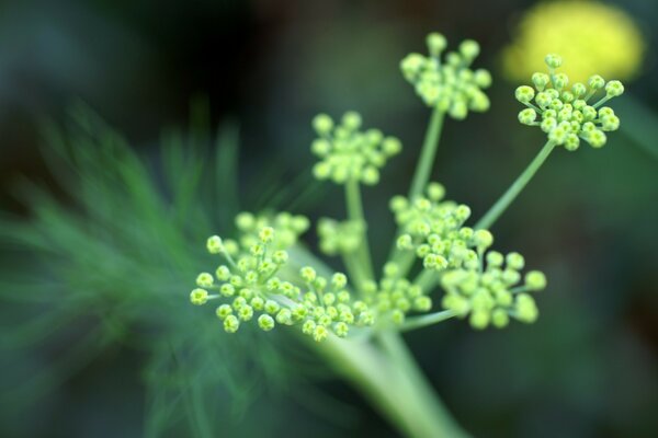 Makrofoto von grünen Blumen