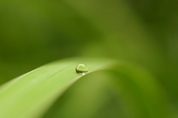 Fotografía macro de una gota en una hoja de hierba verde