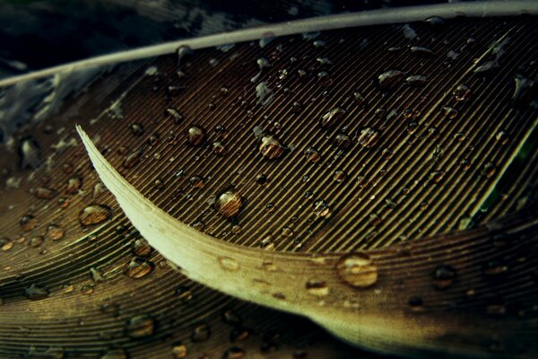 Fotografía macro de gotas en una hoja amarillenta