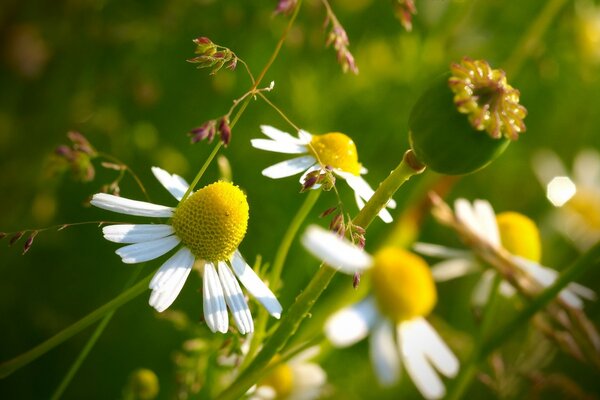 Macro photography of meadow, summer chamomile