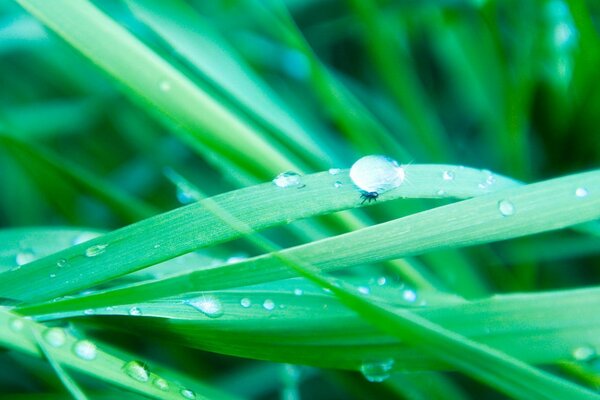 Капли воды на зеленой траве