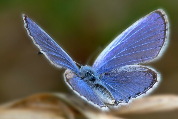 Messa a fuoco della farfalla blu su una foglia