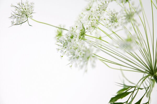 Fotografía macro de flores blancas sobre fondo blanco